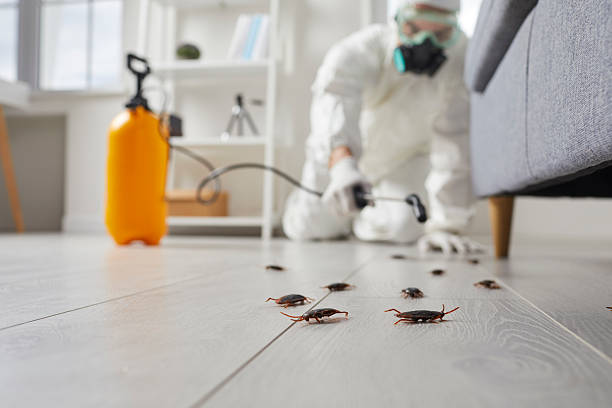 Commercial Kitchen Cockroach Control in Churchill